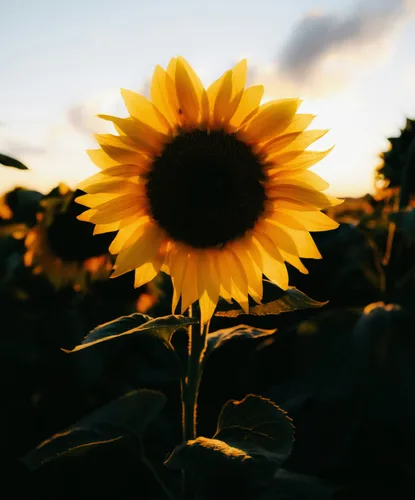 Single sunflower