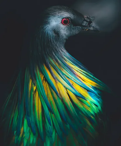 Nicobar pigeon