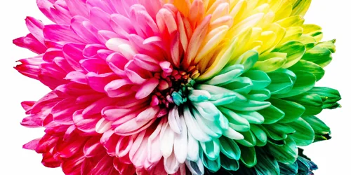 Rainbow Flower