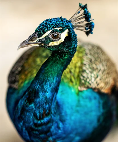 Peacock