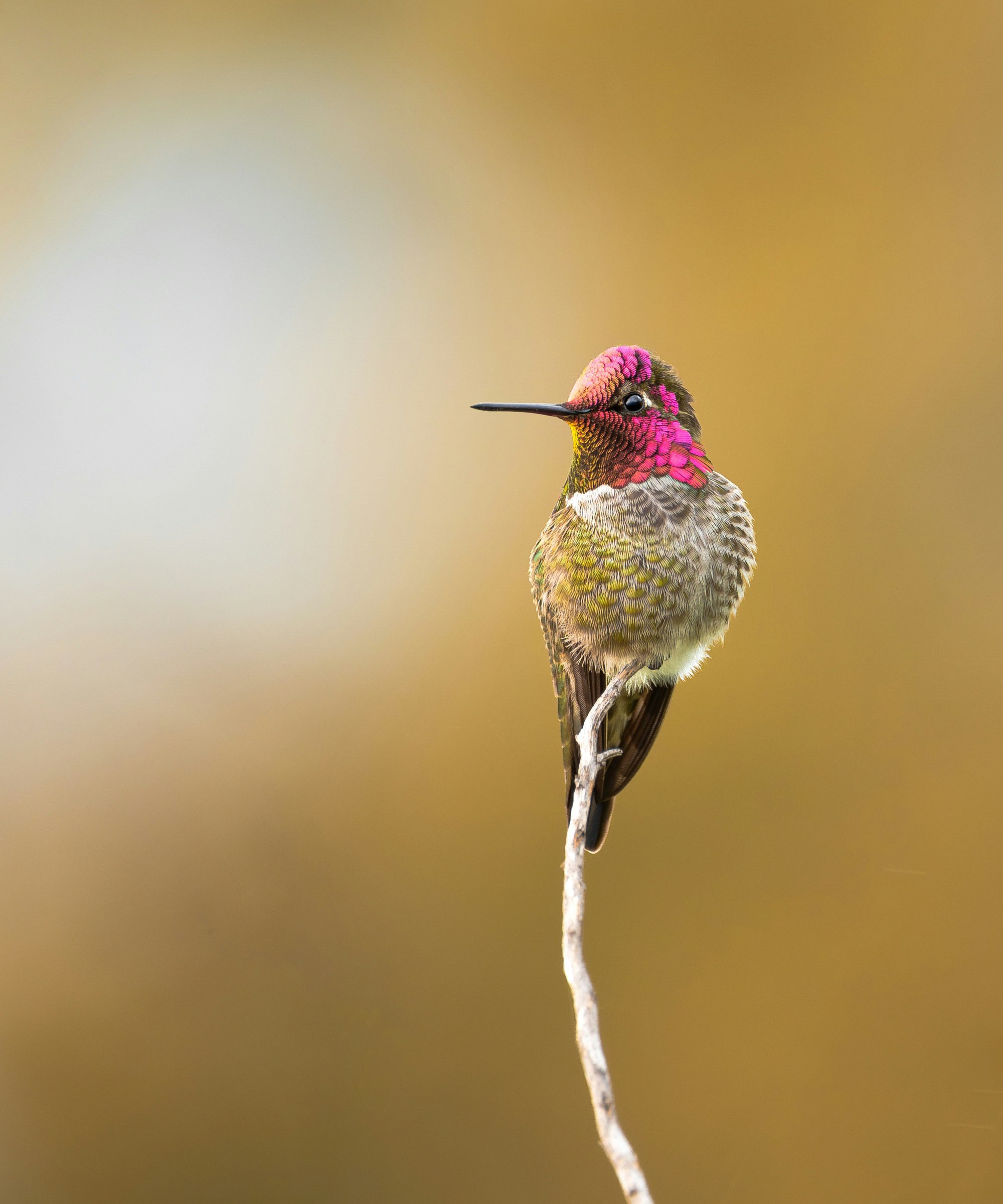 Hummingbird