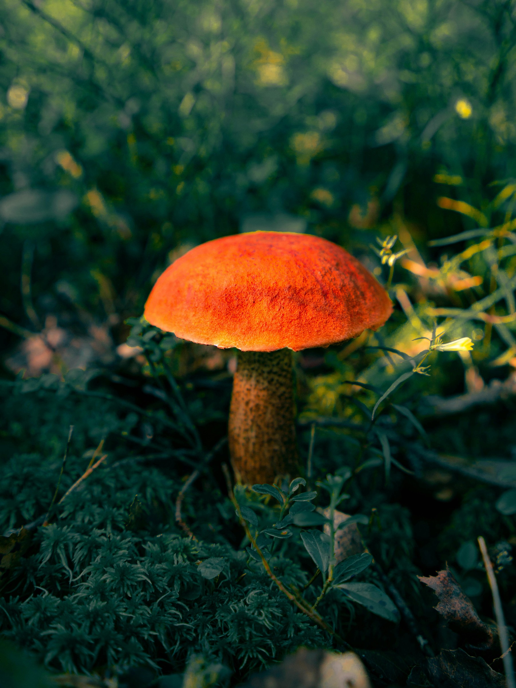Forest mushroom